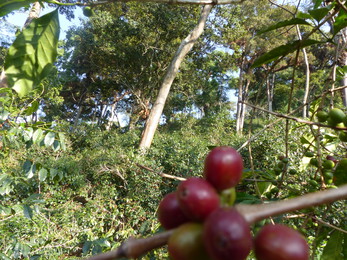Coffee Anfilloo Forest